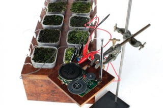 Moss FM – первая радиостанция, которая работает на биологических солнечных панелях